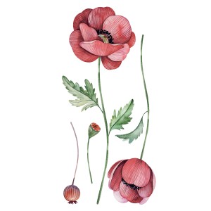 Adesivo murale t.b.t. Papaveri: Illustrazione ad acquerello con fiori rossi e foglie verdi.