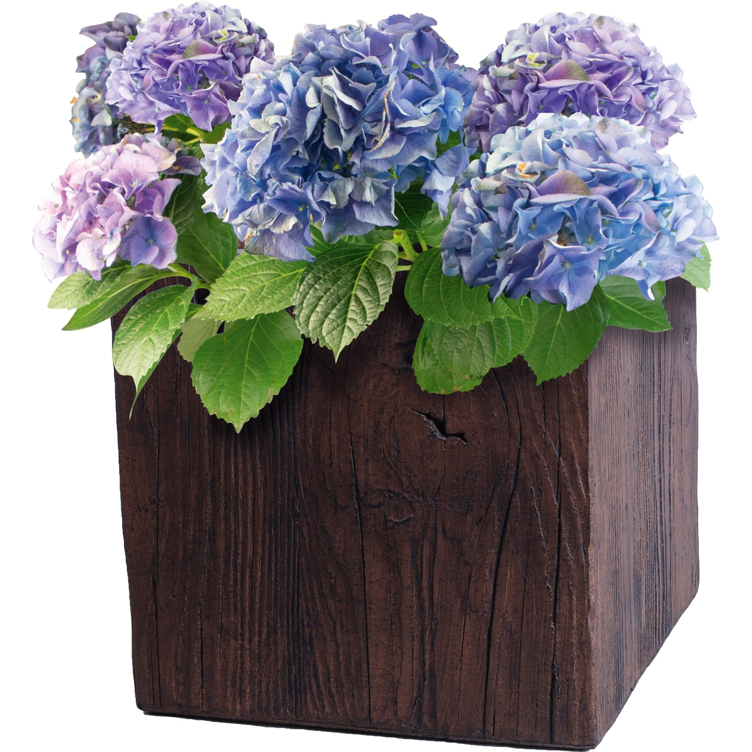 Fioriera marrone (42x44x44 cm) con texture legno e ortensie blu.