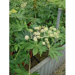Aralia da interno verde (t.b.t.) con grandi foglie palmate e infiorescenze bianche.
