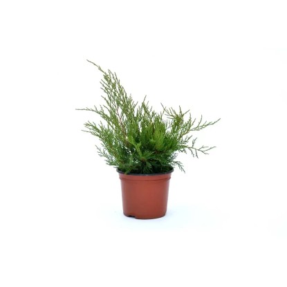 Juniperus x media `Old Gold` - Ginepro