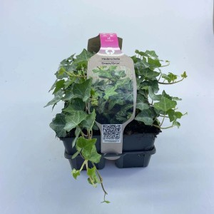Edera verde confezione da 6 in vaso, foglie verdi, ideale come copertura del suolo.