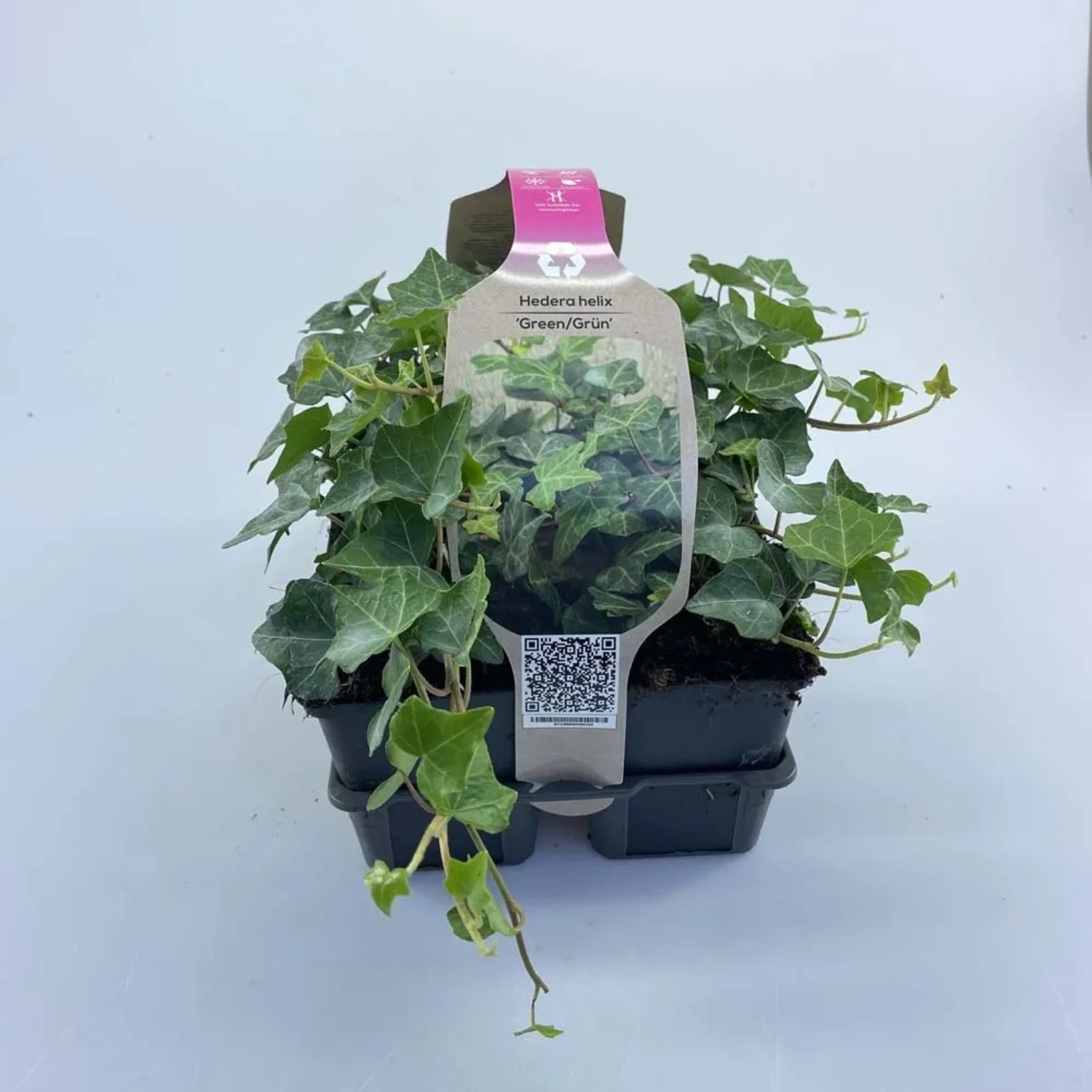 korbmarante bestellen Calathea Orbifolia No.19