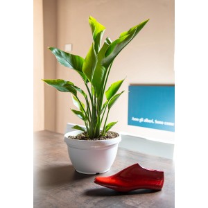 Strelitzia in vaso bianco, pianta da interno.