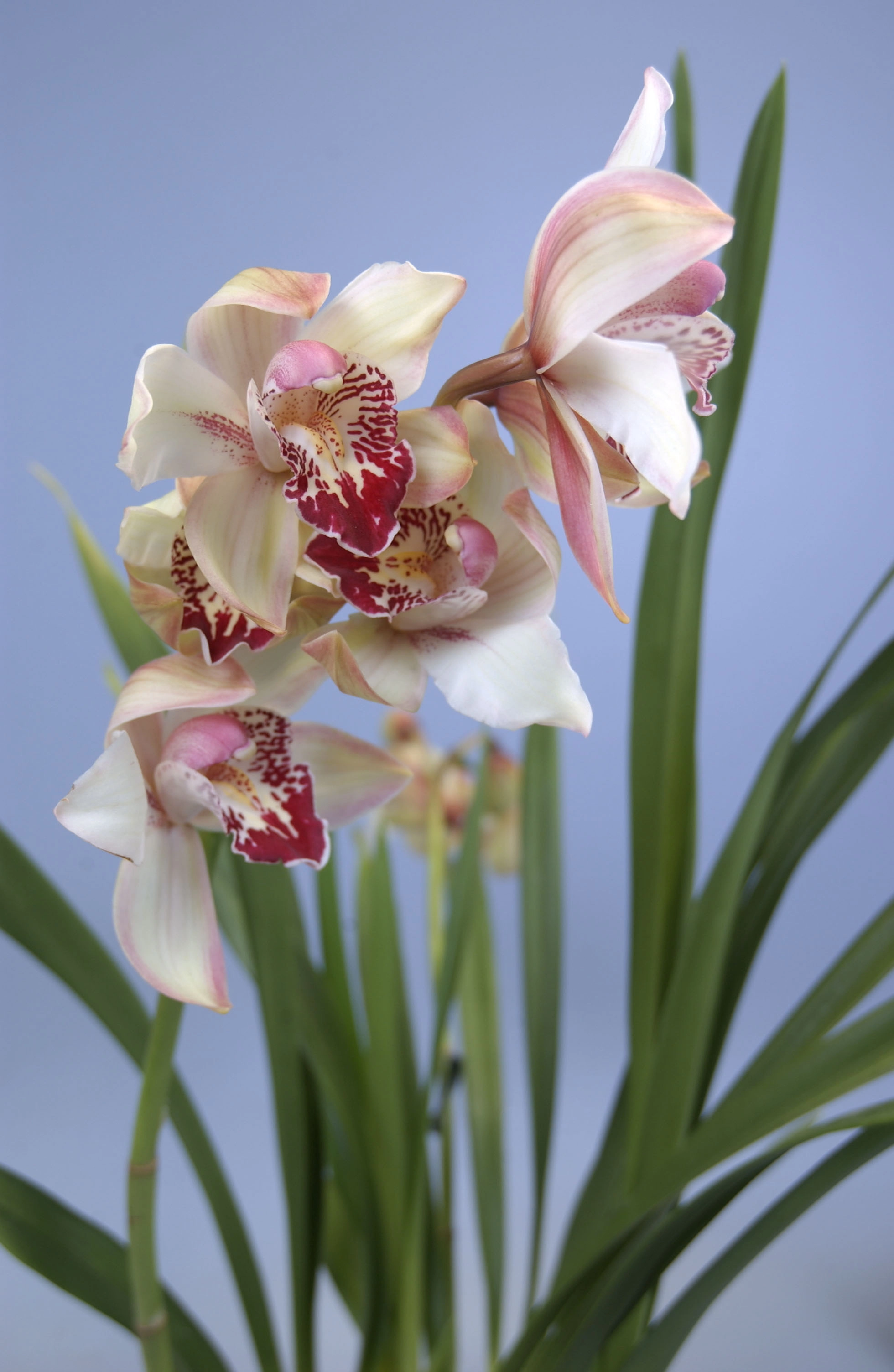 Orchidea Cymbidium assortita con vaso Ø 12 cm H 50-75 cm
