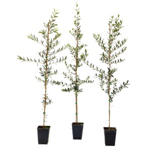 Tre giovani alberi di ulivo (t.b.t.) in vasi neri. Ideali per il giardino.