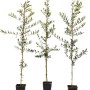 Tre giovani alberi di ulivo (t.b.t.) in vasi neri. Ideali per il giardino.